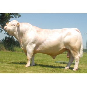 Tinh bò Charolais - EDDY P / 7121670990